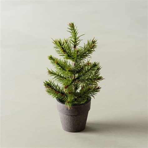 Potted Mini Pine Tree