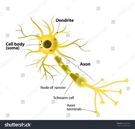 Neuron Synapse Labeled Diagram Stock Illustration 268283663 - Shutterstock