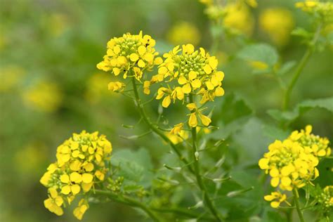 How to Grow and Care for the Mustard Plant