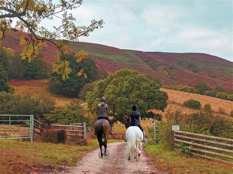 A Ride To The Wales Sheep Farm Mixed Media by Sandi OReilly - Fine Art ...