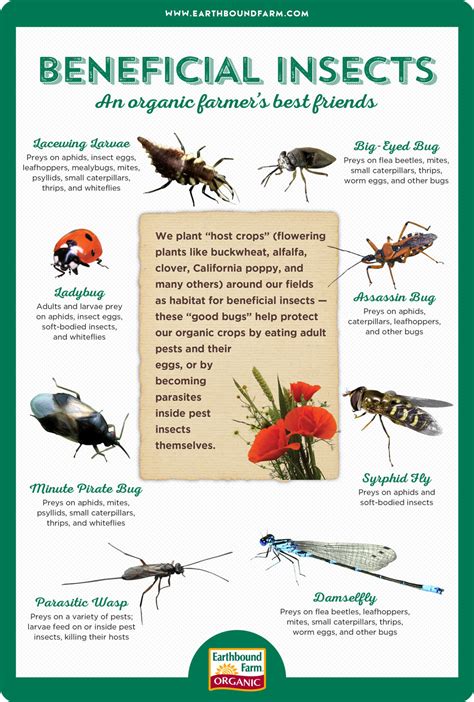 Insect Id Chart