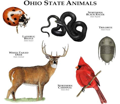 Ohio State Animals Poster Print | Etsy