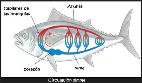 Sistema Circulatorio en animales - Banco de Preguntas de Biología