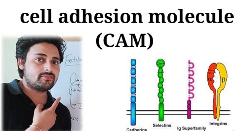 cell adhesion molecule ( हिंदी में) explained || CAM क्या होते हैं ...