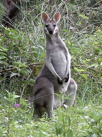 Whiptail Wallaby | NatureRules1 Wiki | Fandom