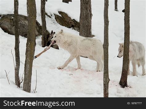 12+ Wolves prey Free Stock Photos - StockFreeImages