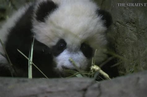 Washington DC zoo's panda cub wows crowd | The Straits Times