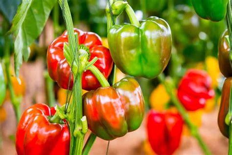 How To Grow Capsicum | Lawn.com.au