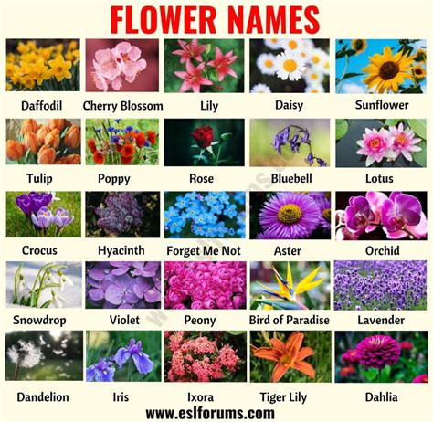 List of Popular Flower Names with Pictures