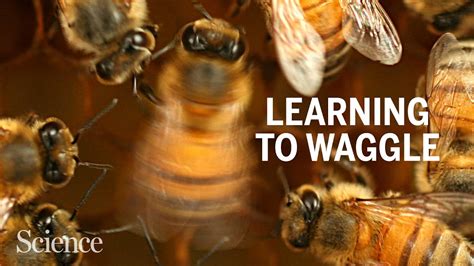 Honey bees perfect their waggle dances by learning from elders - YouTube