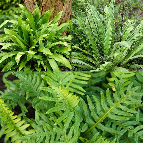 Pack of 3 Evergreen Hardy Ferns in 9cm Pots | eBay