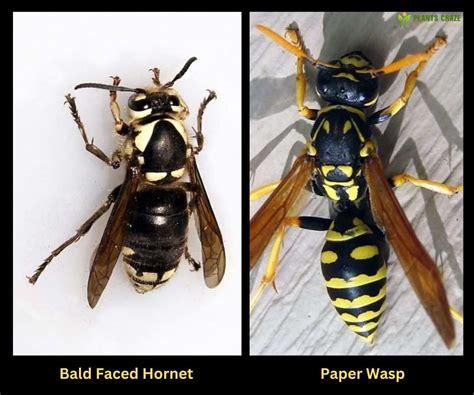 Bald Faced Hornet Vs Paper Wasp: 5 Differences To Tell