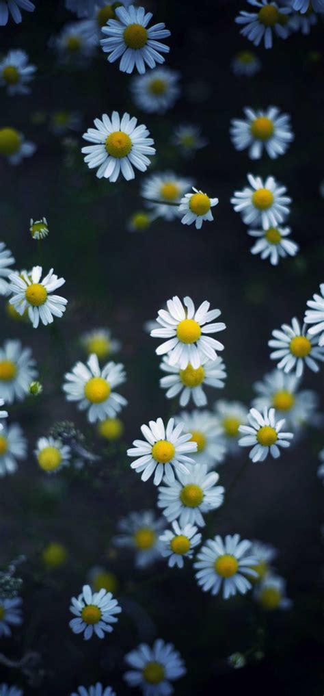 Daisies Wallpaper - Wallpaper Sun