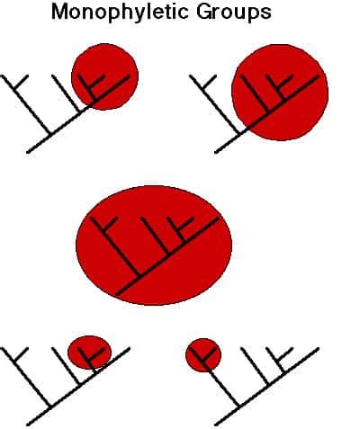 Evolution: Synapomorphies & Cladogram | SchoolWorkHelper