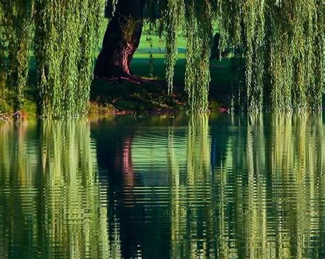 My dream is to have a small to medium pond in back of my house with a weeping willow tree ...