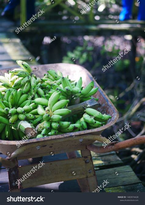 Bananas Make Proboscis Monkey Food Mangrove Stock Photo 1483974428 ...