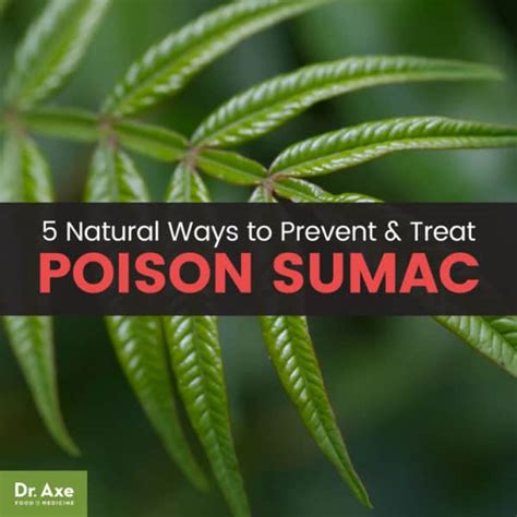 Poison Sumac Symptoms + 5 Natural Treatments - Dr. Axe