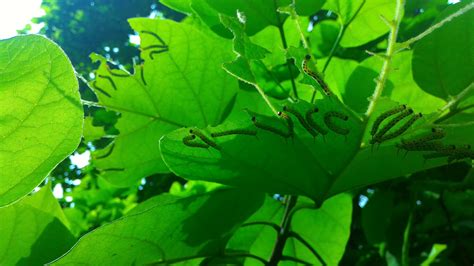 darlaville: more about catalpa worms