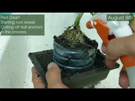 Seed to Cannabonsai Episode Five (root reveal and shaping) - YouTube