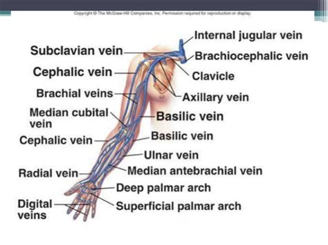 Venous system