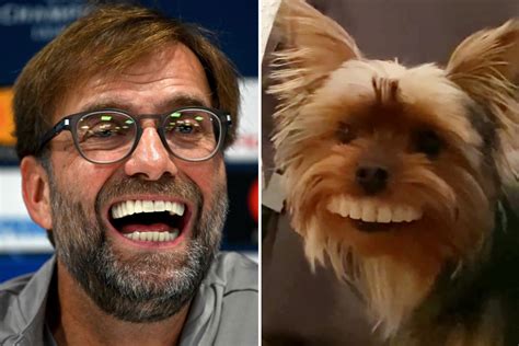 Yorkie steals owner’s false teeth and scores viral hit as lookalike for Liverpool boss Jurgen ...