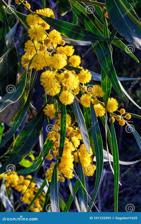 Branches and Flowers of Acacia Saligna on the Island of Sicily Stock ...