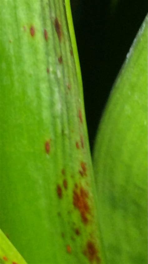 Clivia Miniata in the Ask a Question forum - Garden.org