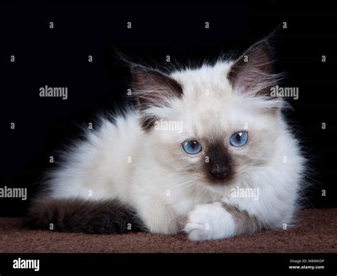 Seal point mitted ragdoll kitten lying on a carpet Stock Photo - Alamy