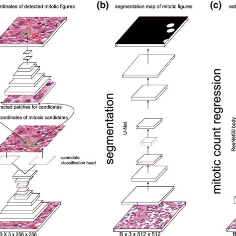 Distribution of mitotic count (count of mitotic figures per 10 HPF... | Download Scientific Diagram