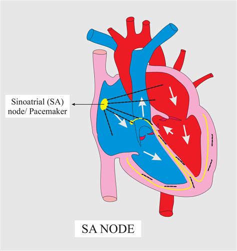 What Is Sinoatrial Node And What Is Its Function Socratic | All in one Photos