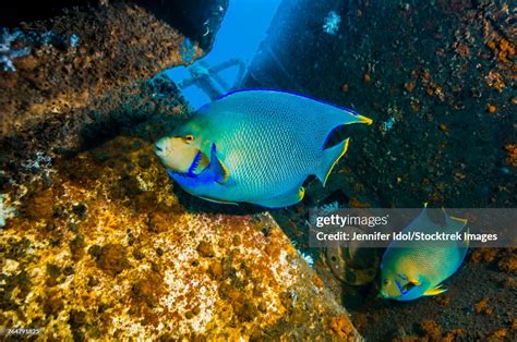 Blue Angelfish Swim Throughout The Usts Texas Clipper Shipwreck High ...