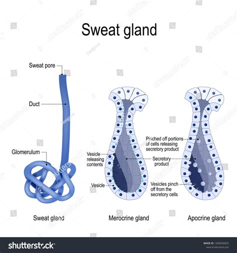 sweat gland. Merocrine and apocrine. different of manner of secretion. cross-section of the ...