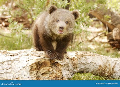 Grizzly Bear Cub Stock Photos - Image: 4030563