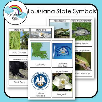 Louisiana State Symbols by Rainbow Girl | TPT