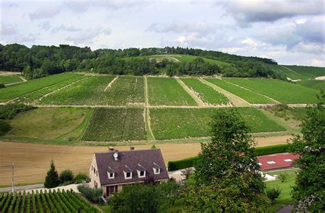 Get To Know Chablis Wine and Region | Wine Folly