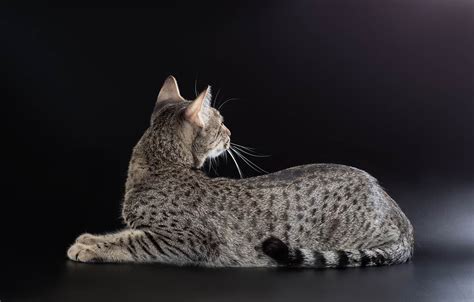 Egyptian Mau Breed Profile | Cat-World