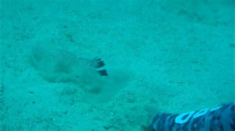 Dive3 3 Teds Point - Sand Burrowing Fish - YouTube