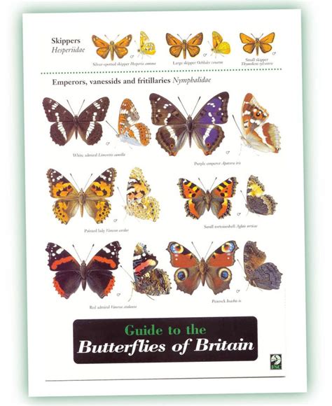 British Butterfly Guide, a UK Identifcation Chart | My Friendly Garden ...