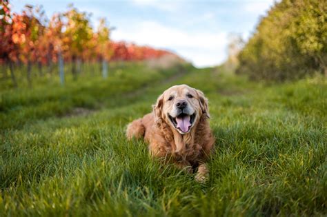 Golden Retriever 4k - Free 4k Wallpapers - 40.000+ Free 4k Wallpapers ...