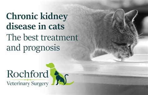 Chronic kidney disease in cats - the best treatment and prognosis - Rochford Vets