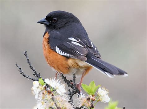 Towhees' Distractive Plumage | BirdNote