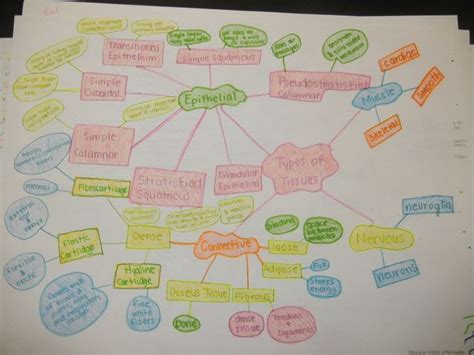 Samples of Concept Maps | Concept map, Human body systems, Tissue types