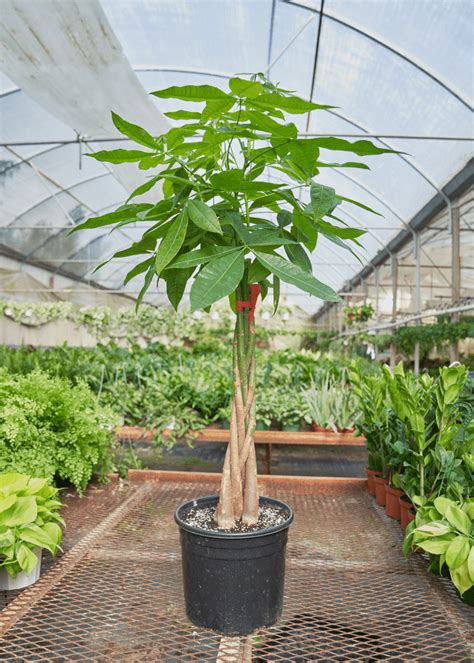 Money Tree potted in Grower Pot At LemonFire.com