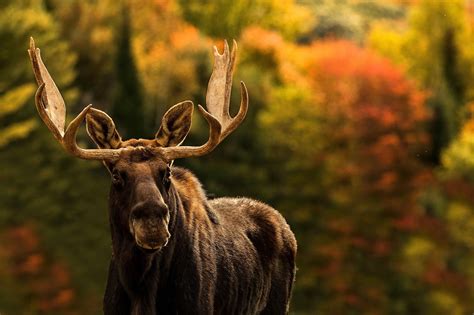 Wallpaper : deer, animals, wildlife, elk, mammals, moose, fauna, mammal, 1920x1279 px 1920x1279 ...