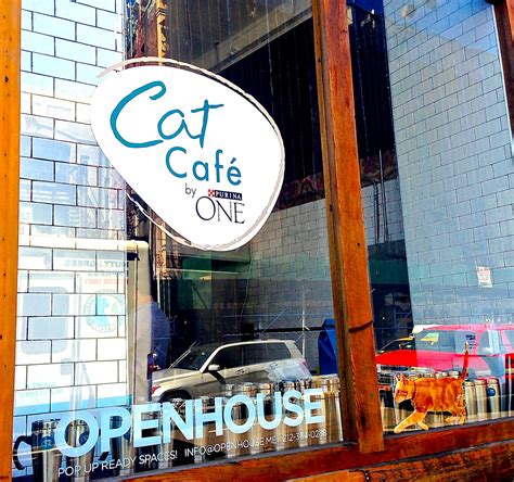 My Visit to New York City's First Cat Cafe | I Have Cat