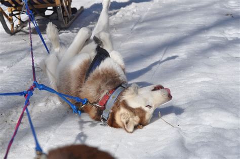 How Do You Train A Husky To Pull A Sled