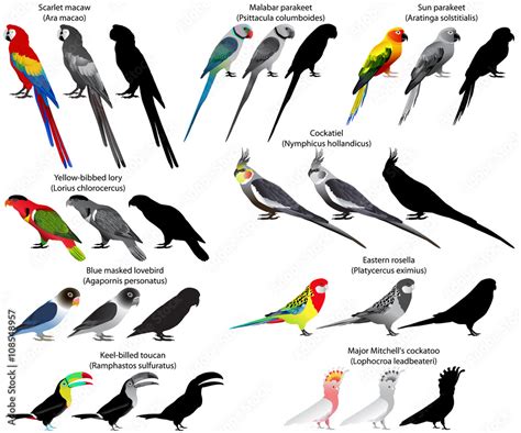 Collection of different species of parrots. Colour and black-and-white ...