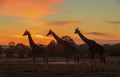 Take a Walk on the Wild Side at Taronga Western Plains Zoo | Travel Insider