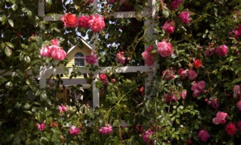 A Sunday Drive to Heirloom Roses in St. Paul, Oregon Heirloom Roses ...