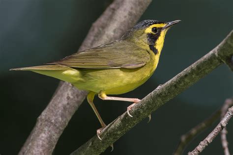 Kentucky Warbler (male-summer) – Jeremy Meyer Photography